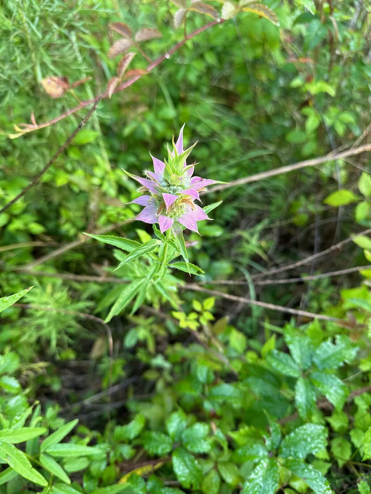 Bee Balm flower